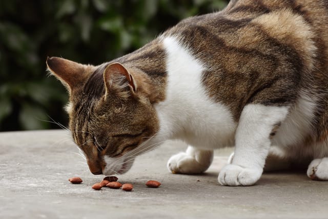 Artgerechte Katzenfütterung