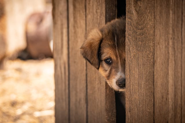Ein Tag im Tierheim